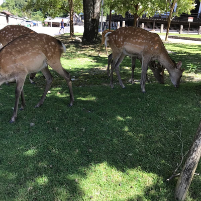 ひろめー の写真